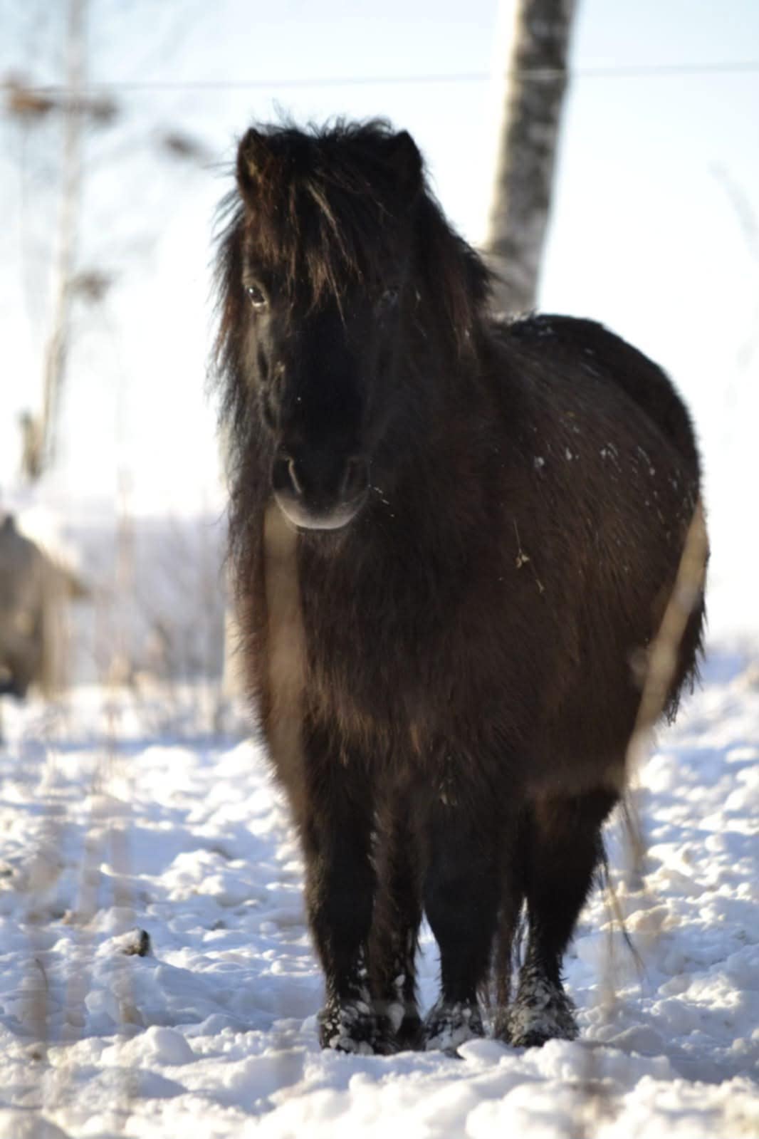 ŠEŠĖLĖS TRANSFORMACIJA  