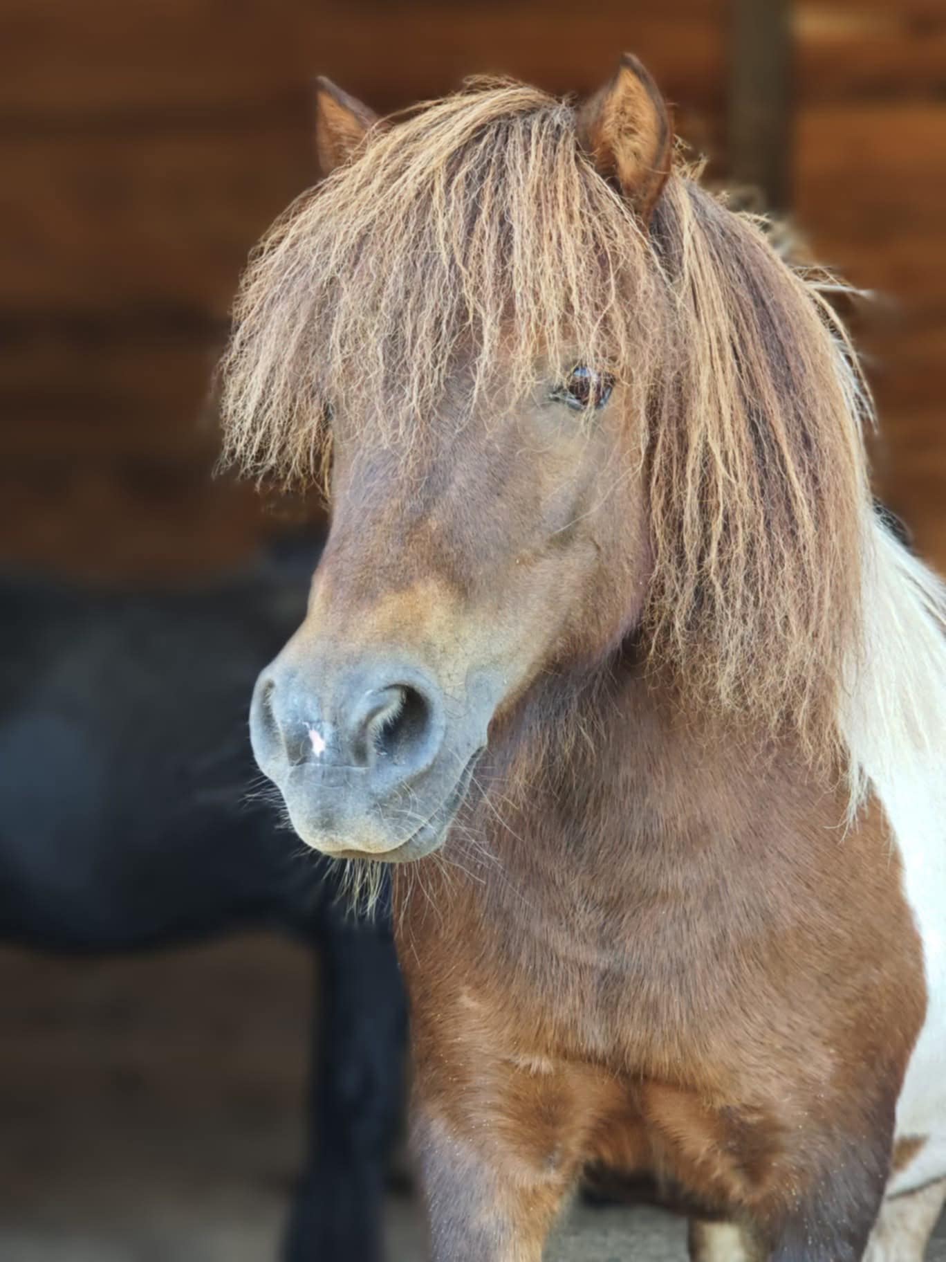 BOMBONKĖ: VELYKŲ BOBOS, ŠIENO IR NAUJŲ JAUSMŲ ISTORIJA
