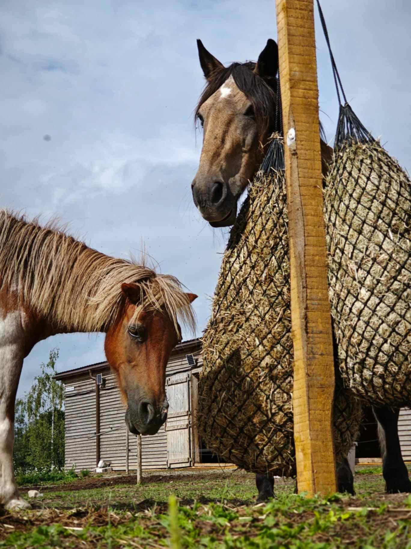 BITĖ GRĮŽO PAS DIEDULĮ!