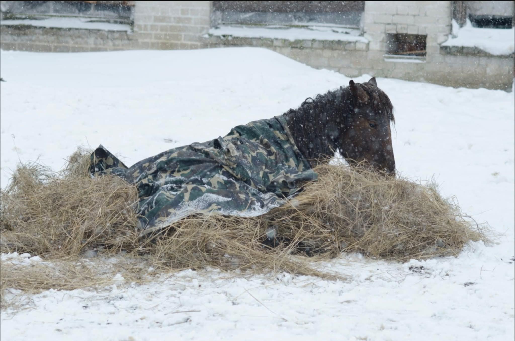 KAKAVA: STIPRI DVASIA SVARBIAUSIA 