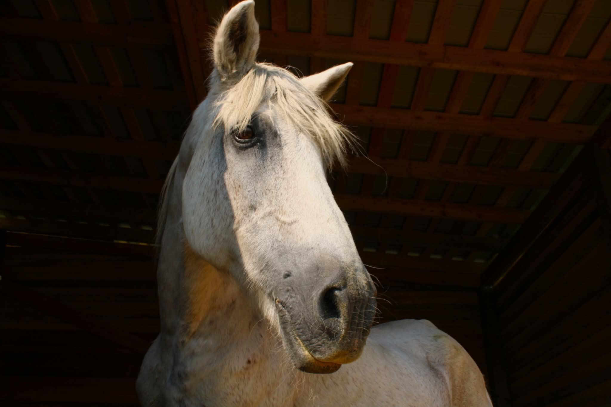 KAIP VĖJAS SAVO HAREMĄ KŪRĖ