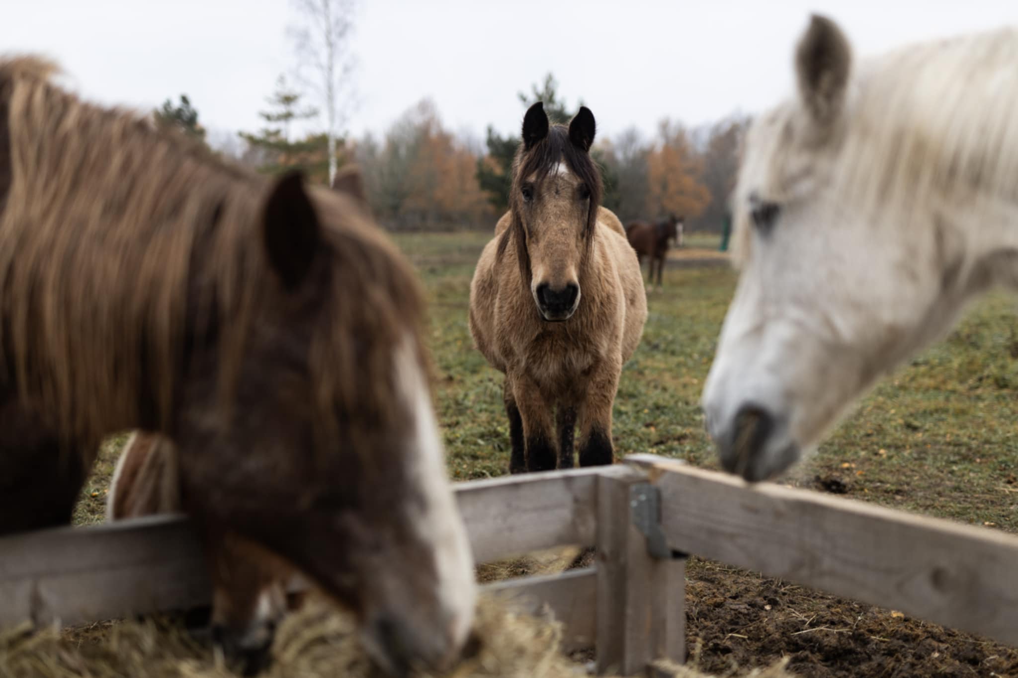  PENSININKŲ VILŲ KVARTALAS