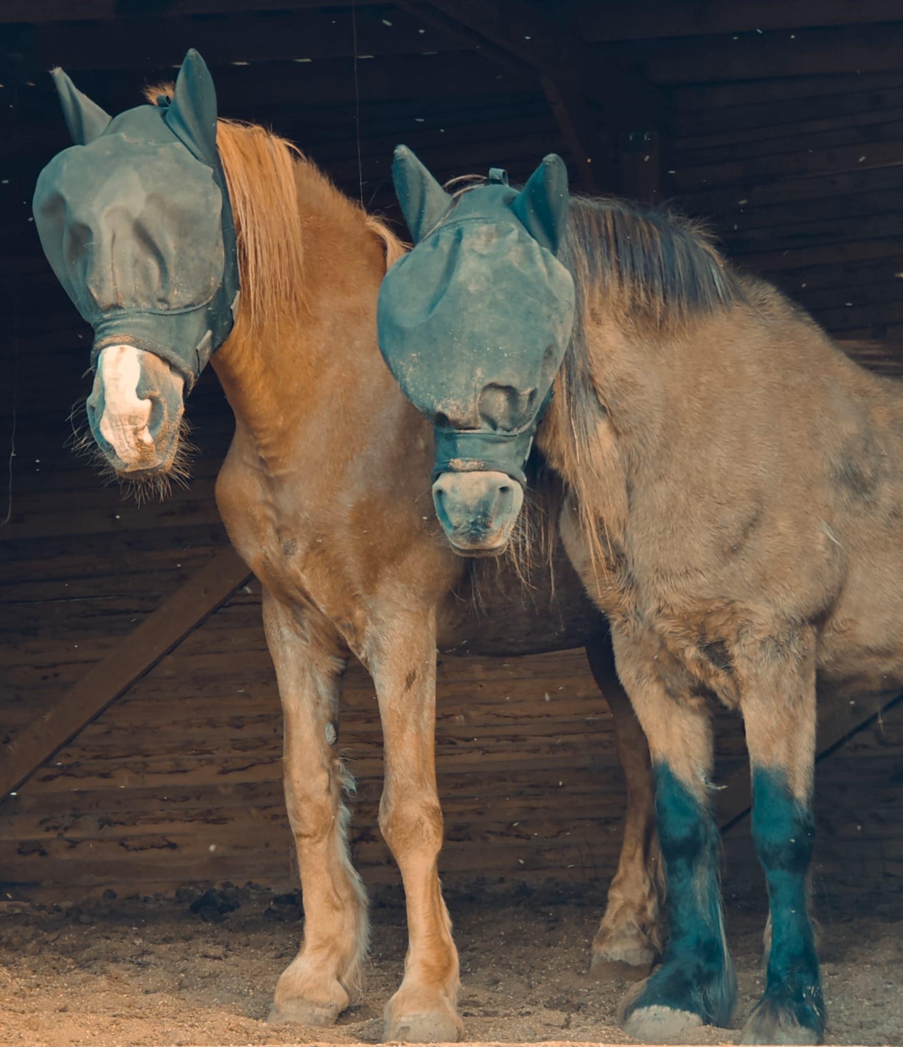 DIEDULIS IR BĖDULIS: NUO SEILĖTŲ RIAUŠIŲ IKI TIKROS DRAUGYSTĖS
