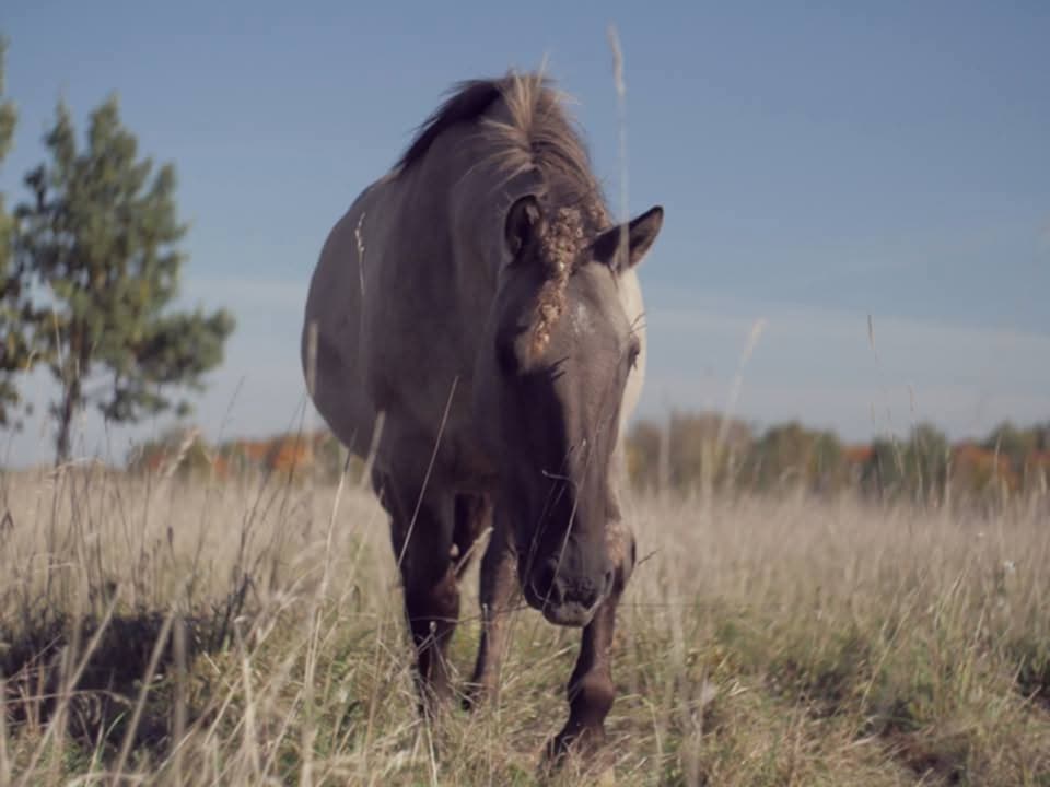 SLĖNIO IŠMINTIES MILŽINAS KAPUČINAS