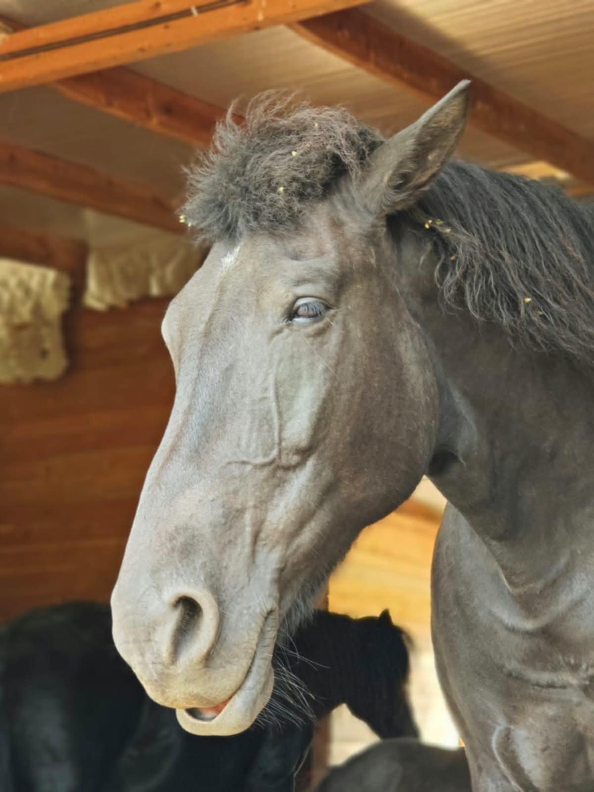 SLĖNIO „BEPROTĖ“ AFRIKA