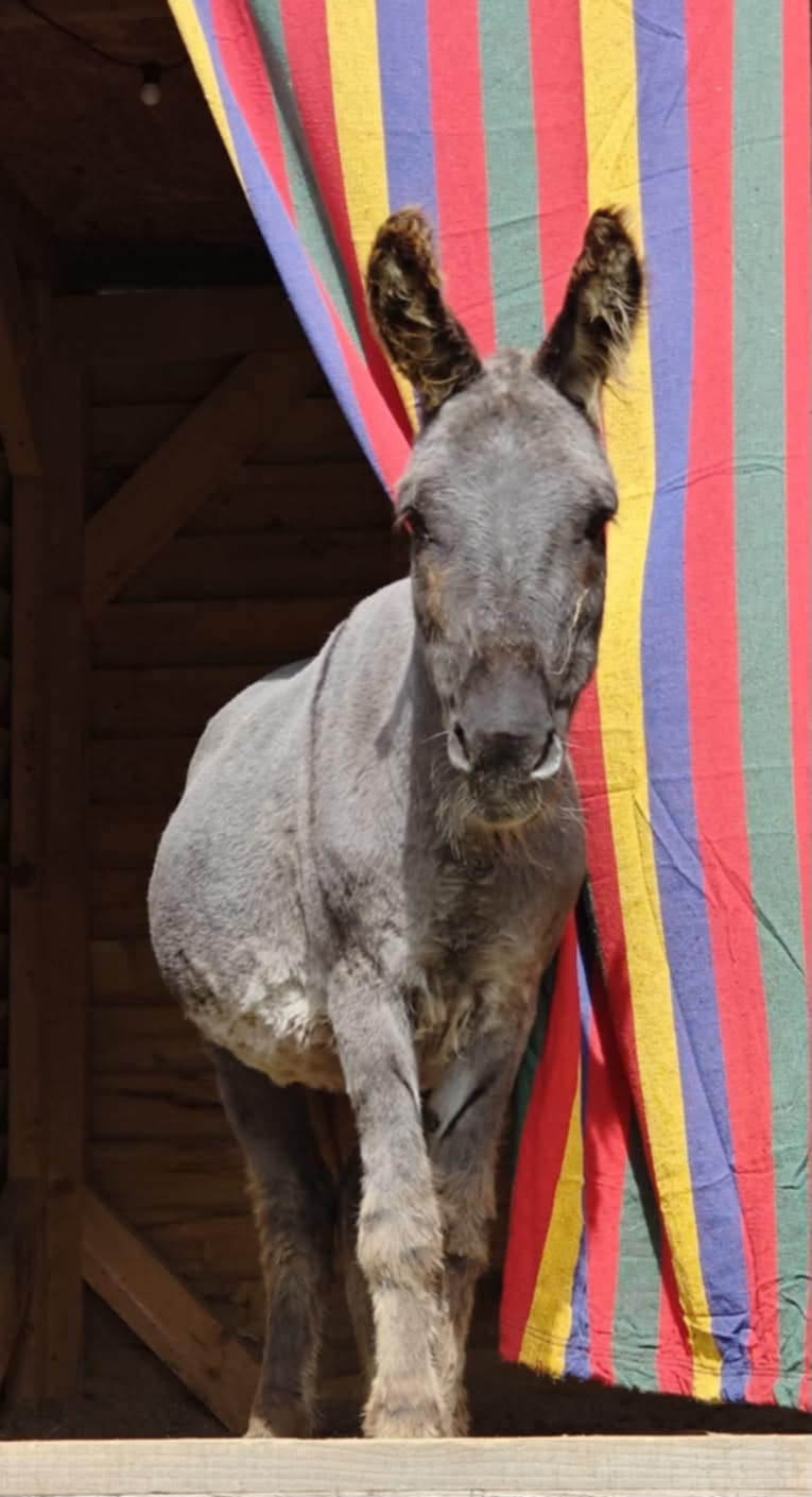 VALĖ – MINIATIŪRINIS SLĖNIO NAPOLEONAS