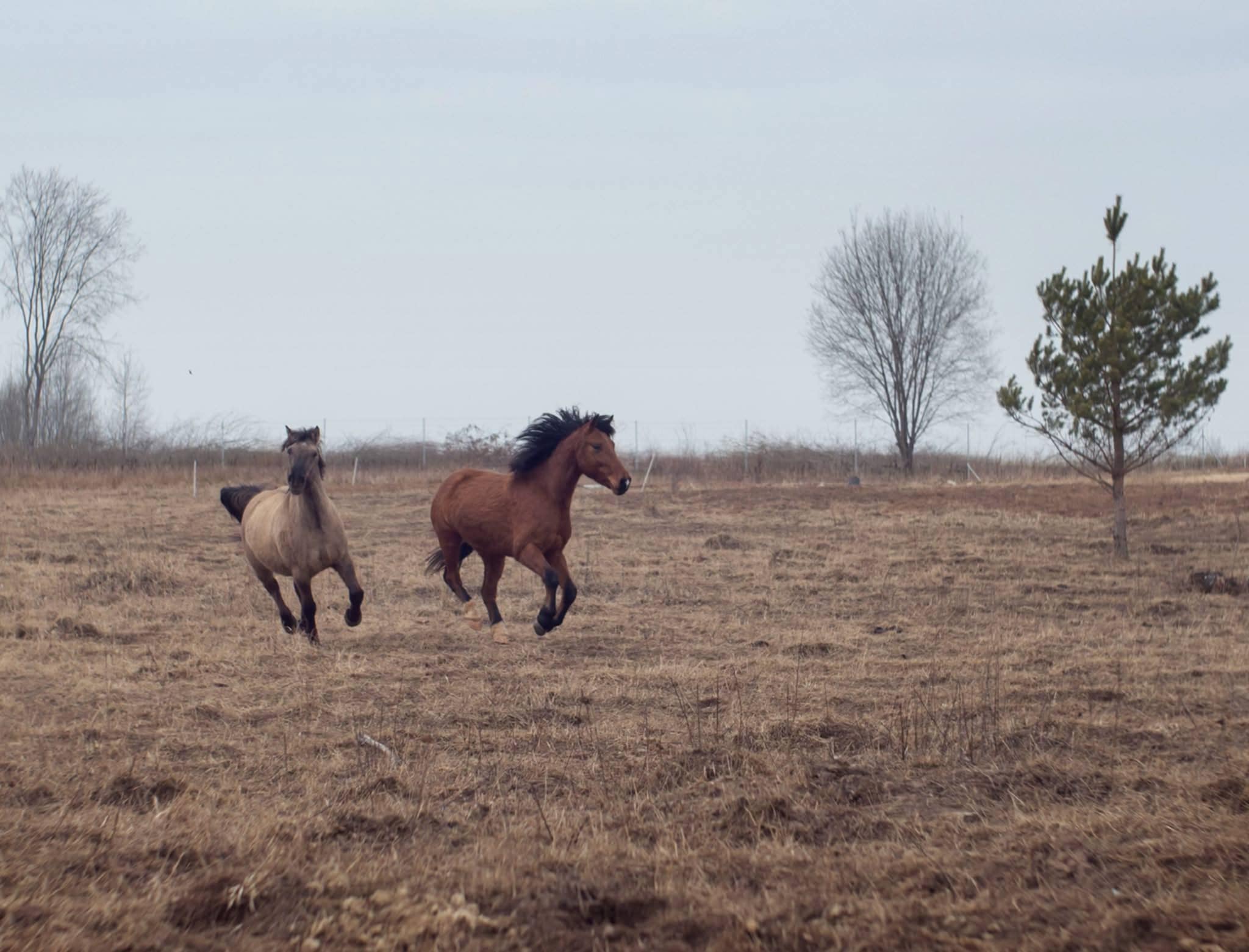 BRĘSTI DVIESE – SMAGIAU  
