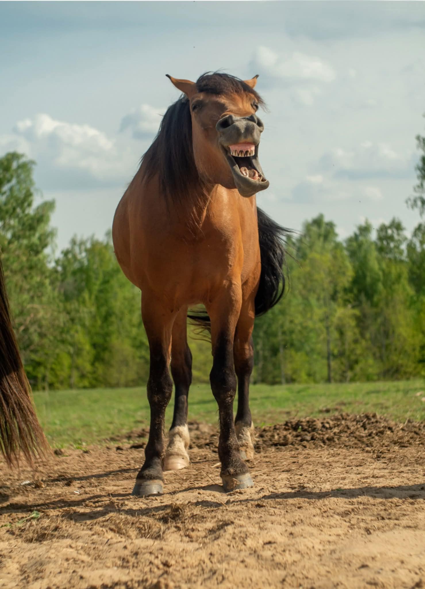 ATEITIES LYDERIS – JO DIDENYBĖ GRIKIS