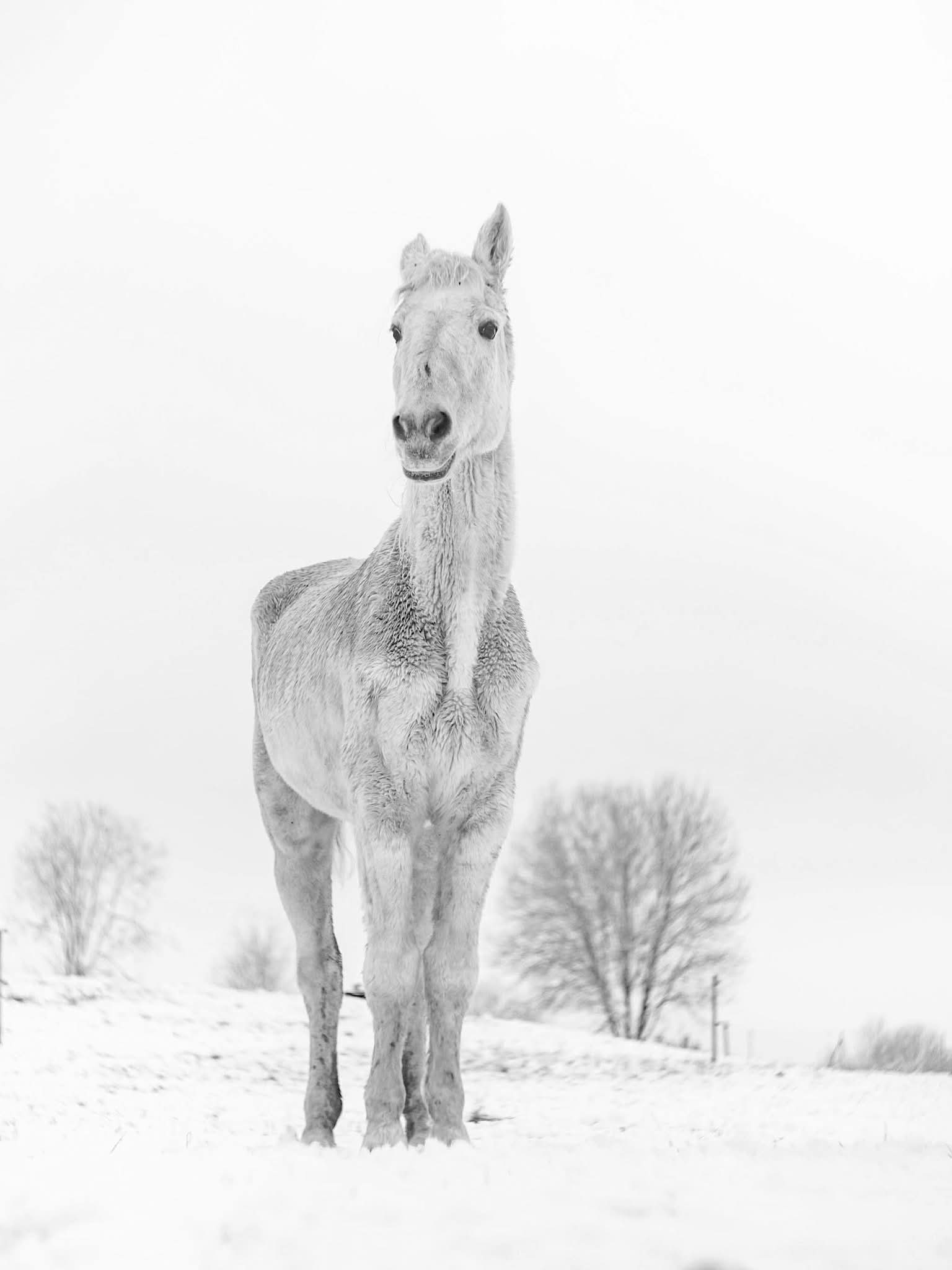 ILGĖSIMĖS TAVĘS, BUCHARA