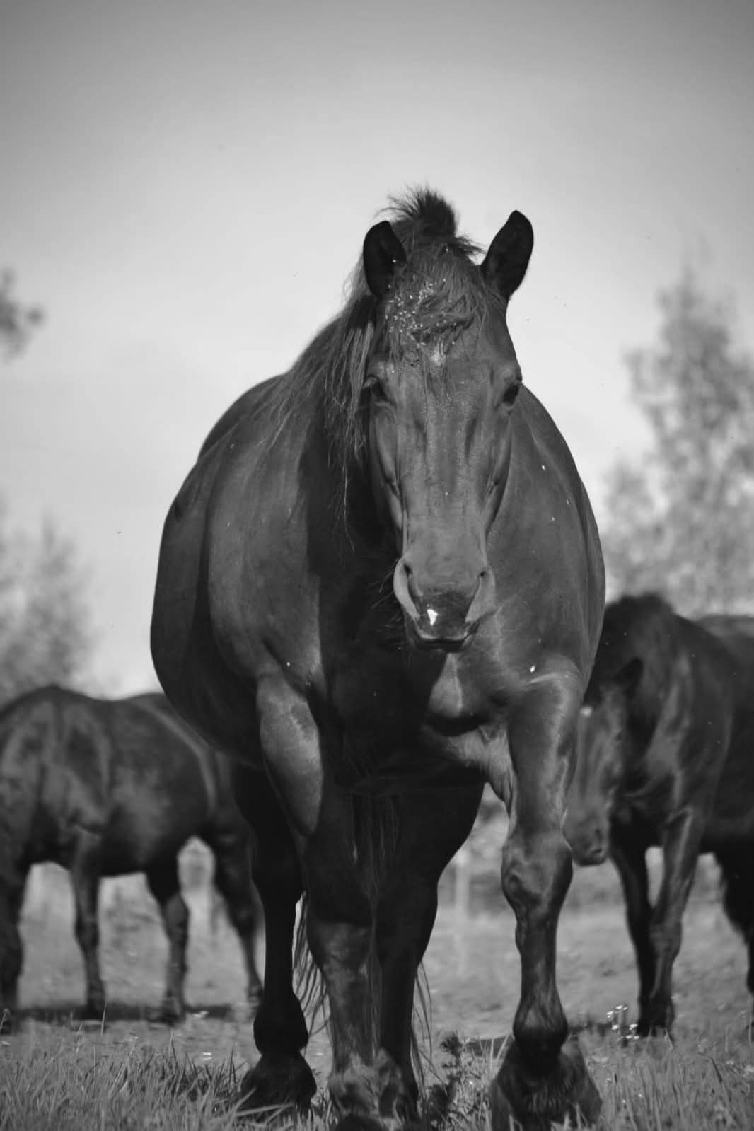 IŠLYDĖJOME SLĖNIO KARALIENĘ KAKAVĄ