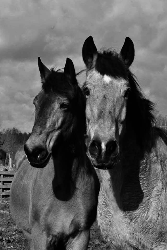 MAŽYLĖ IR BRISA. NESIBAIGIANTI MAMOS IR DUKROS MEILĖ