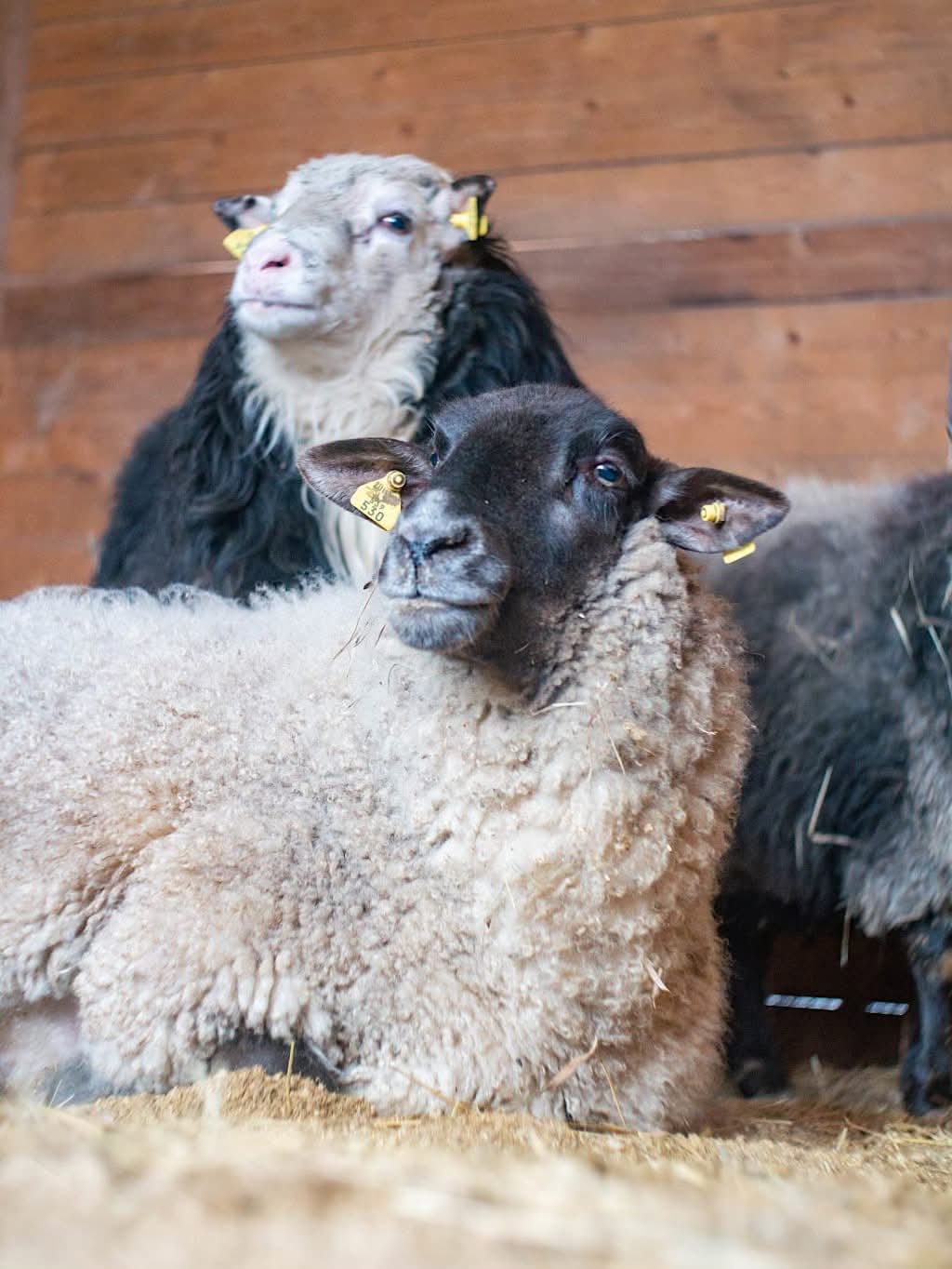 TROJOS MEILĖS ISTORIJA