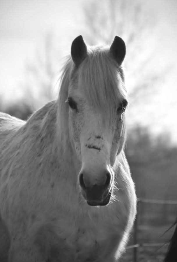 ATSISVEIKINOME SU ŠIRMANTU