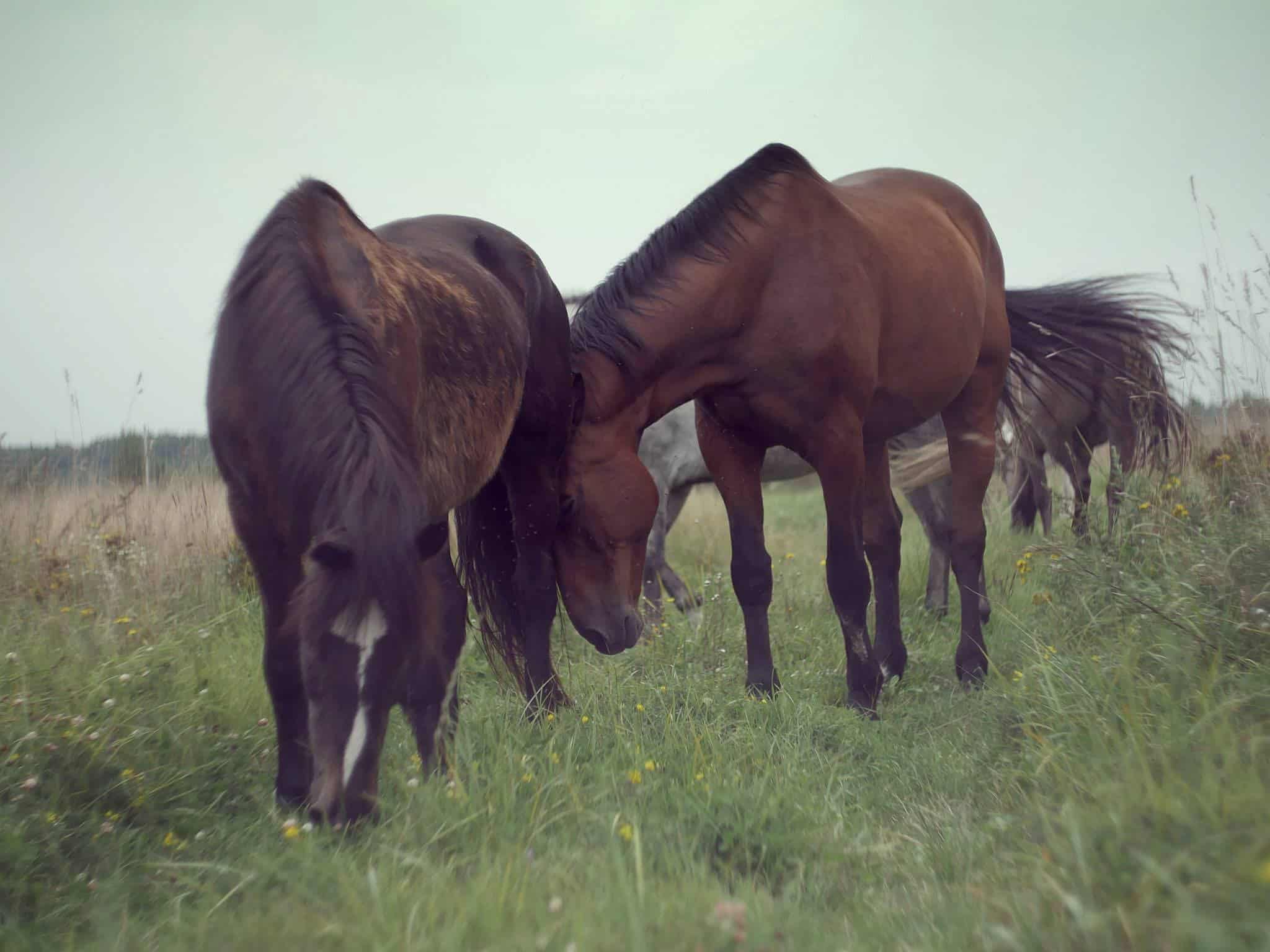 BUKTA IR BARDO. DRAUGYSTĖ – TAI MEILĖ BE SPARNŲ