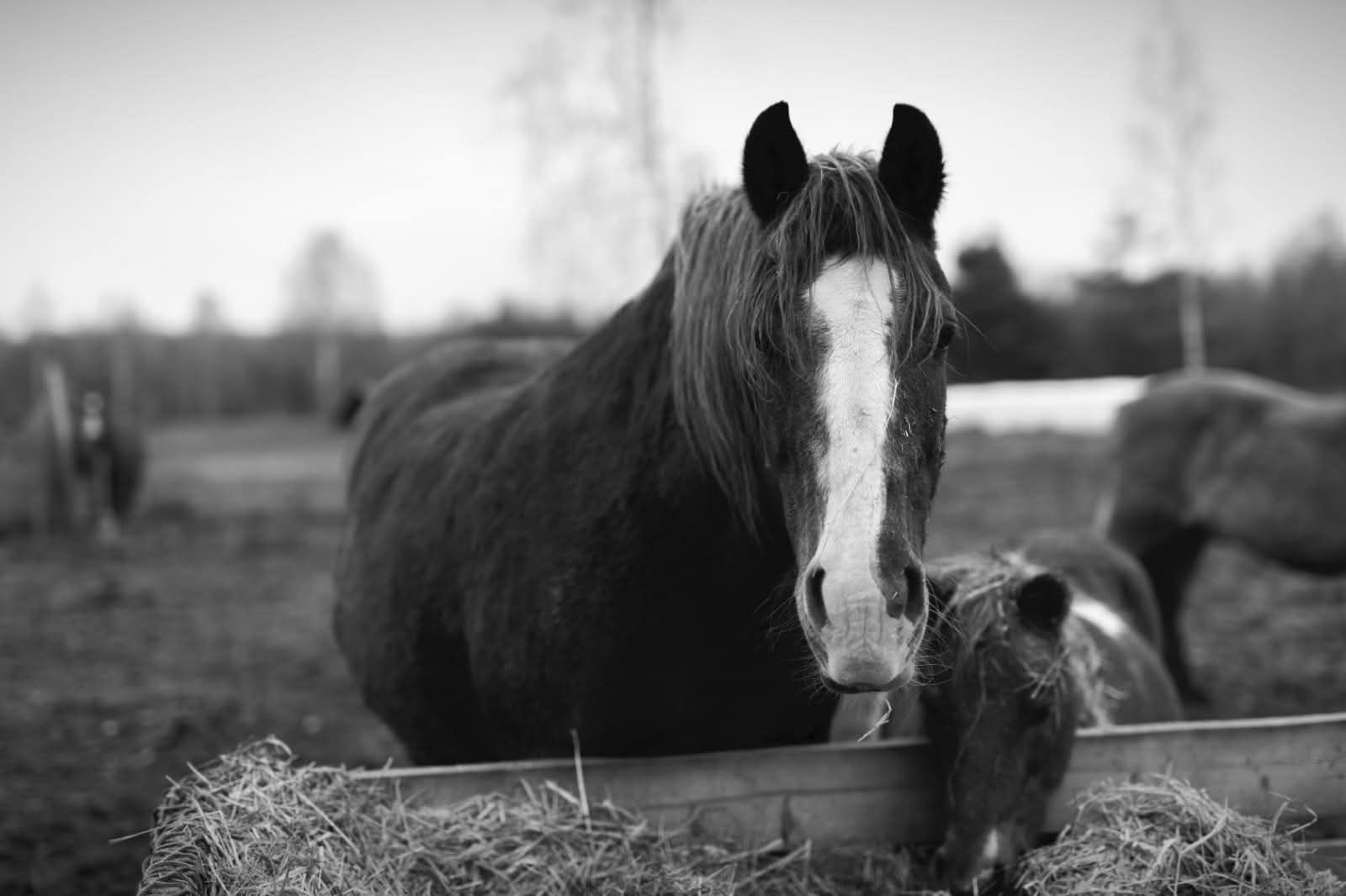 IKI SUSITIKIMO, LORDA