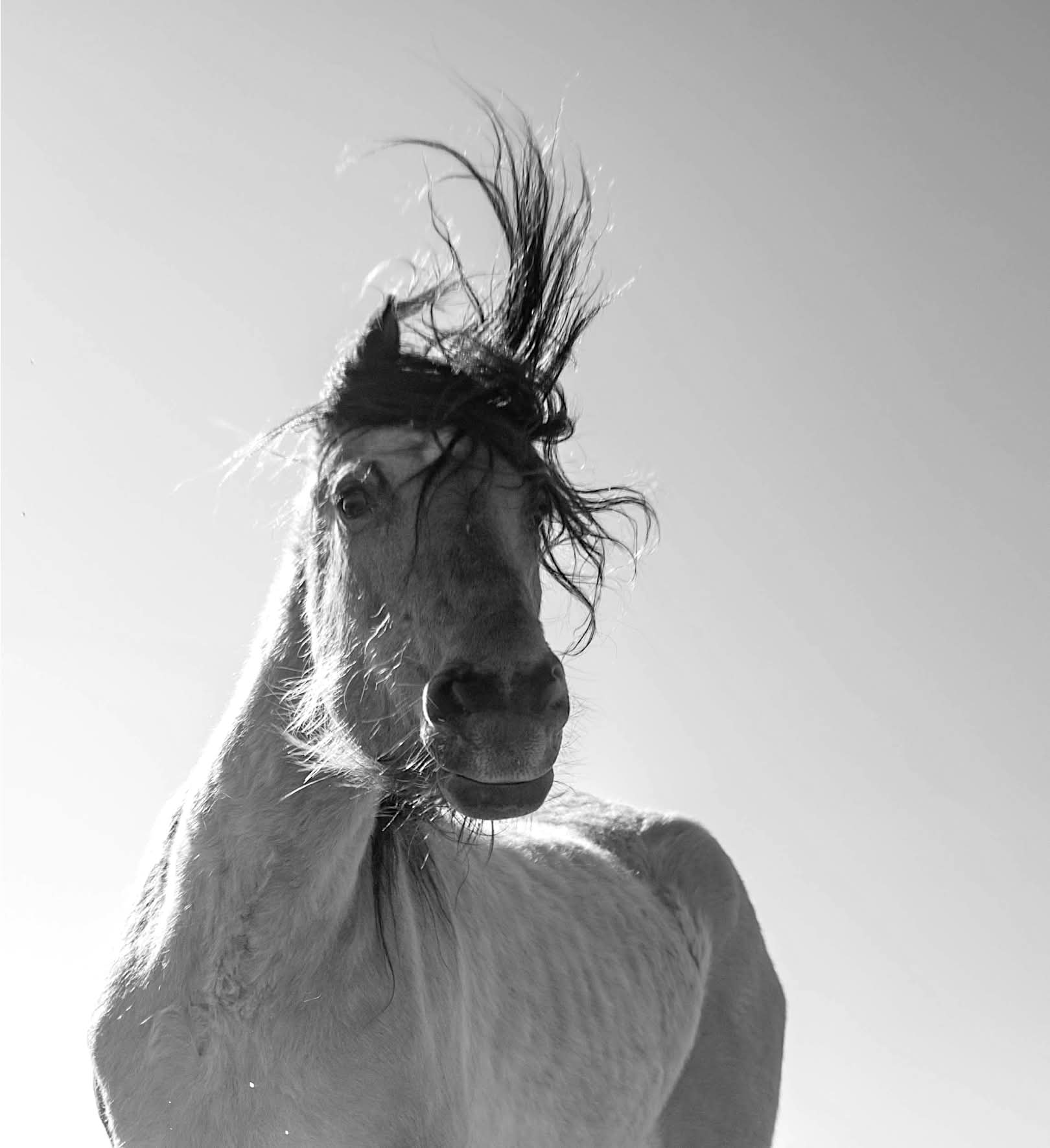 ESI GRAŽI IR NUOSTABI, ŽVAIGŽ-DUTE