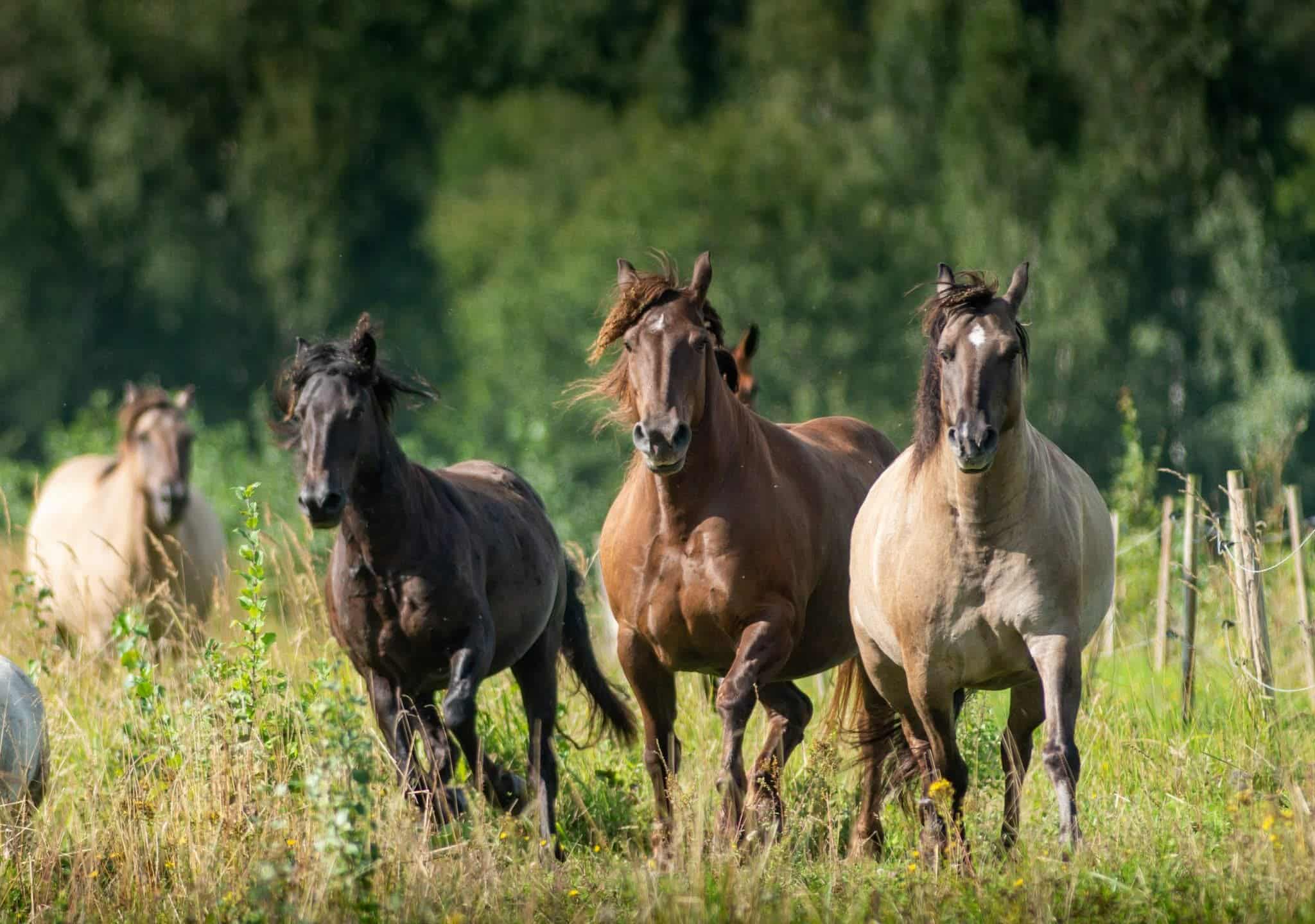 MERKYS, KAKAVA, LAKAJA. PETYS Į PETĮ