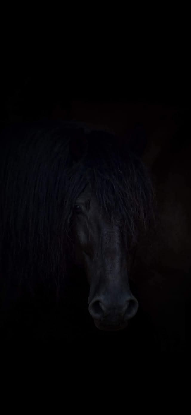 KAIP ARKLIAI IŠGYVENA NETEKTIS? 