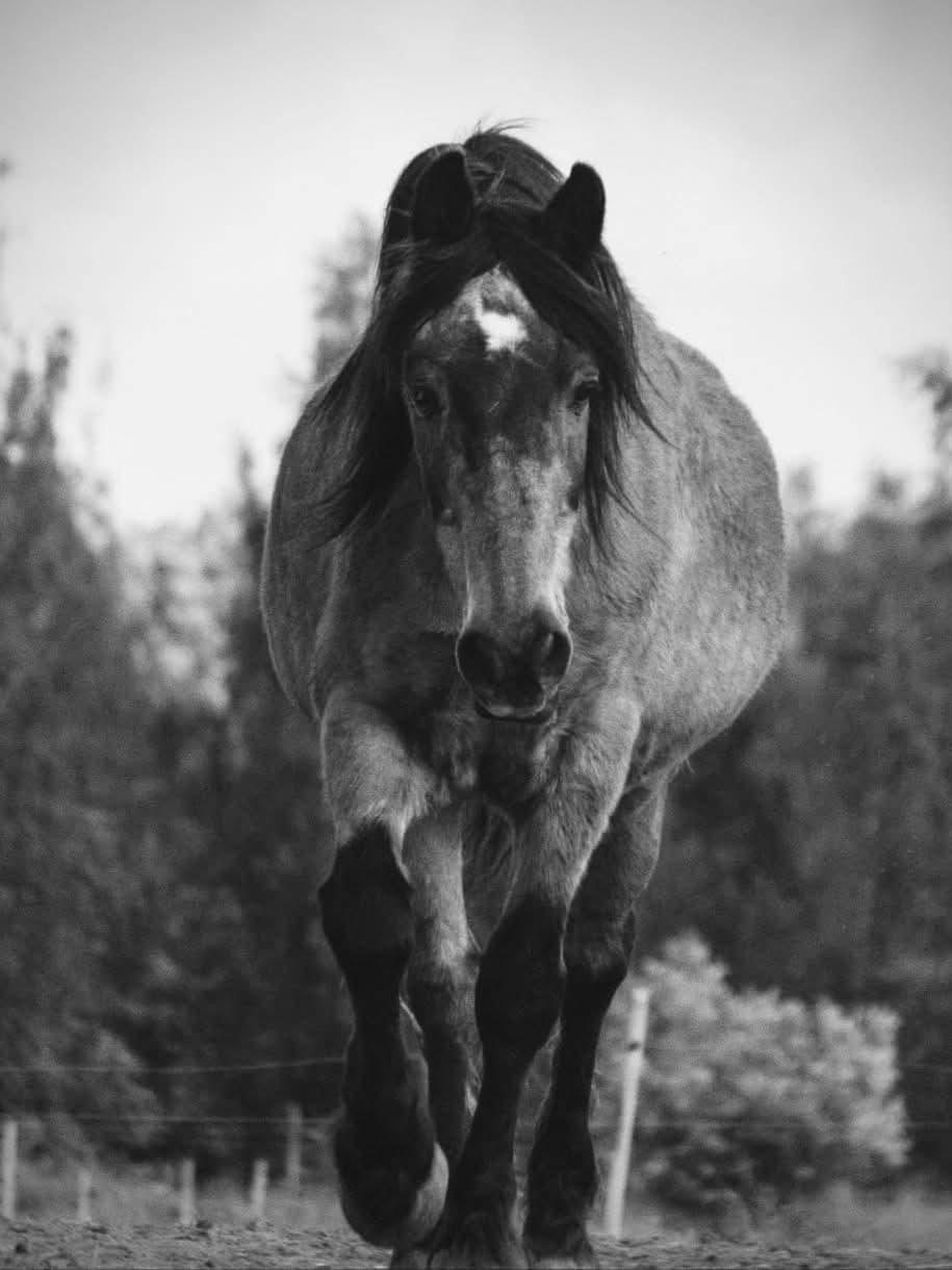 DIEDULIS – Į NAUJAS GANYKLAS IŠSKRIEJĘS SLĖNIO BUMBULĖLIS