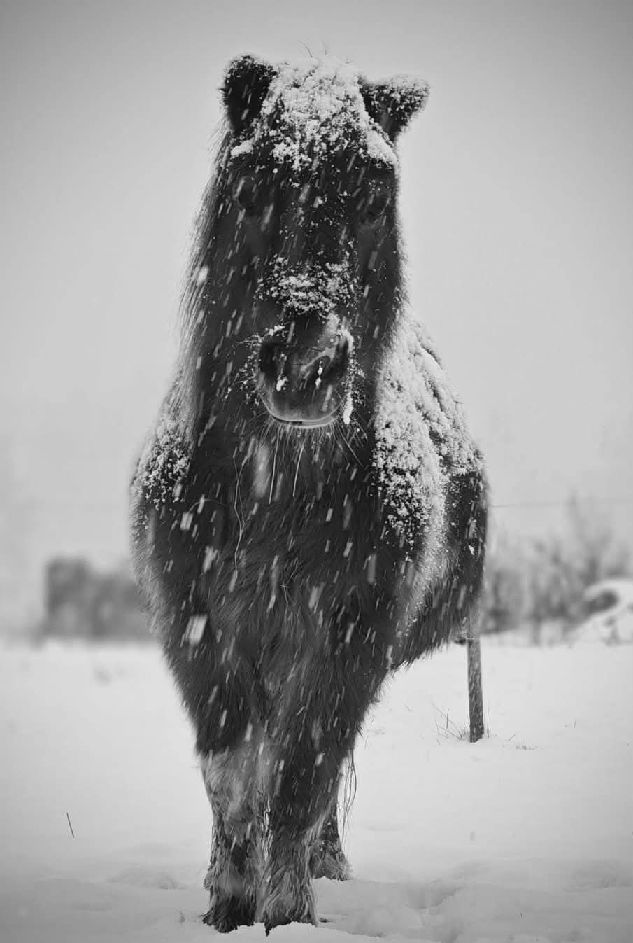 LENGVO SKRYDŽIO, BITUTE!