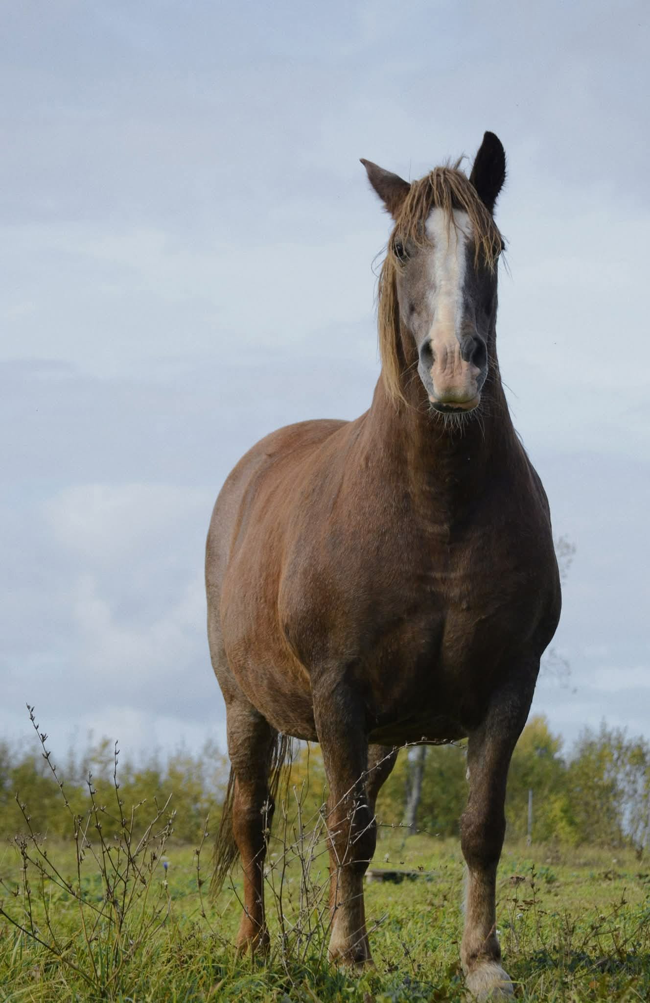 VĖJO ŠIRDIES KARALIENĖ LORDA