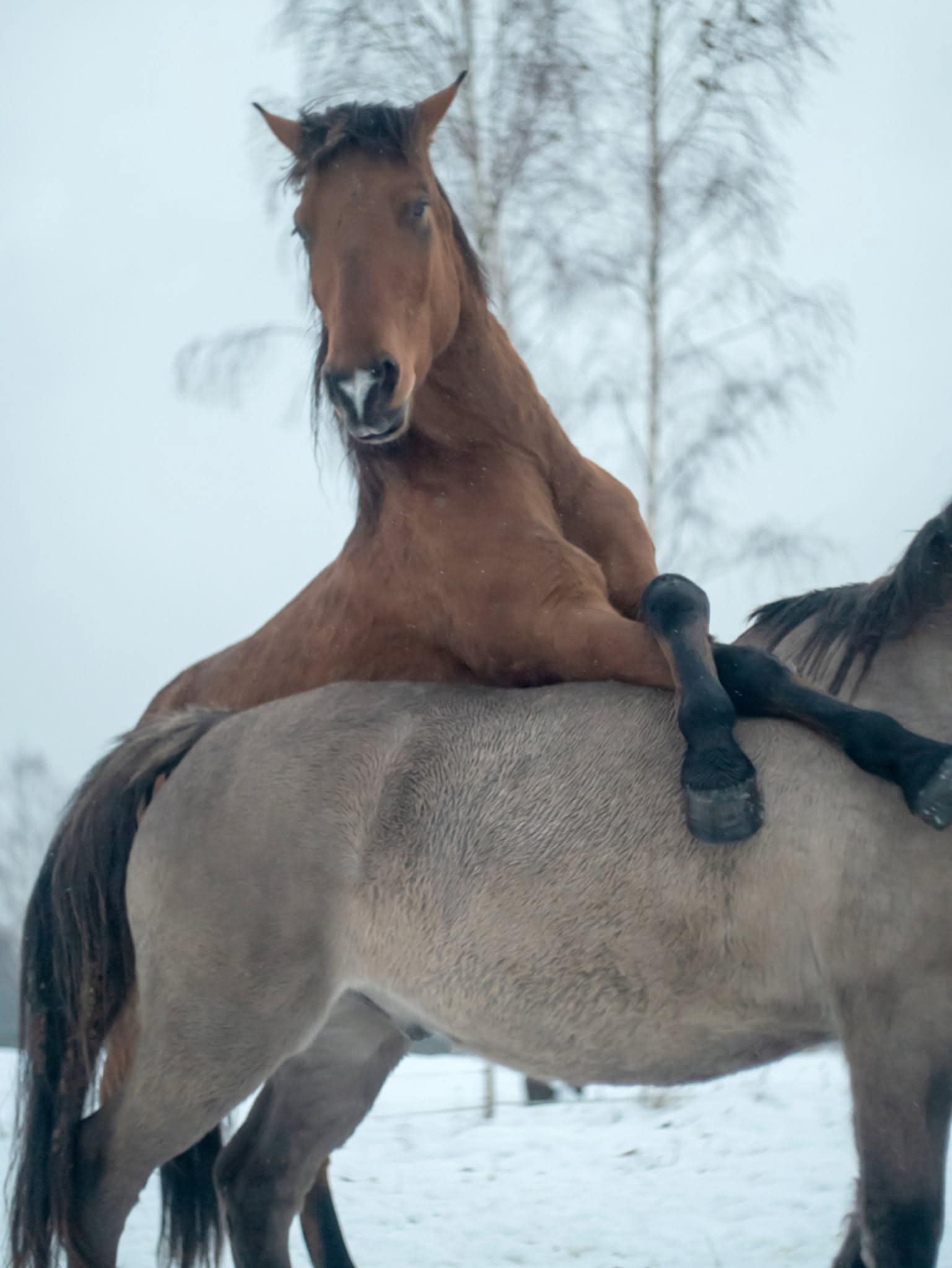 ŽAIDIMŲ DIENA ARKLIŲ SLĖNYJE