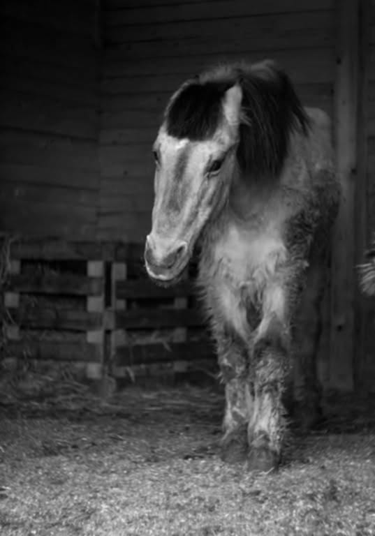 PASLĖPTAS DUTĖS ŠVELNUMAS