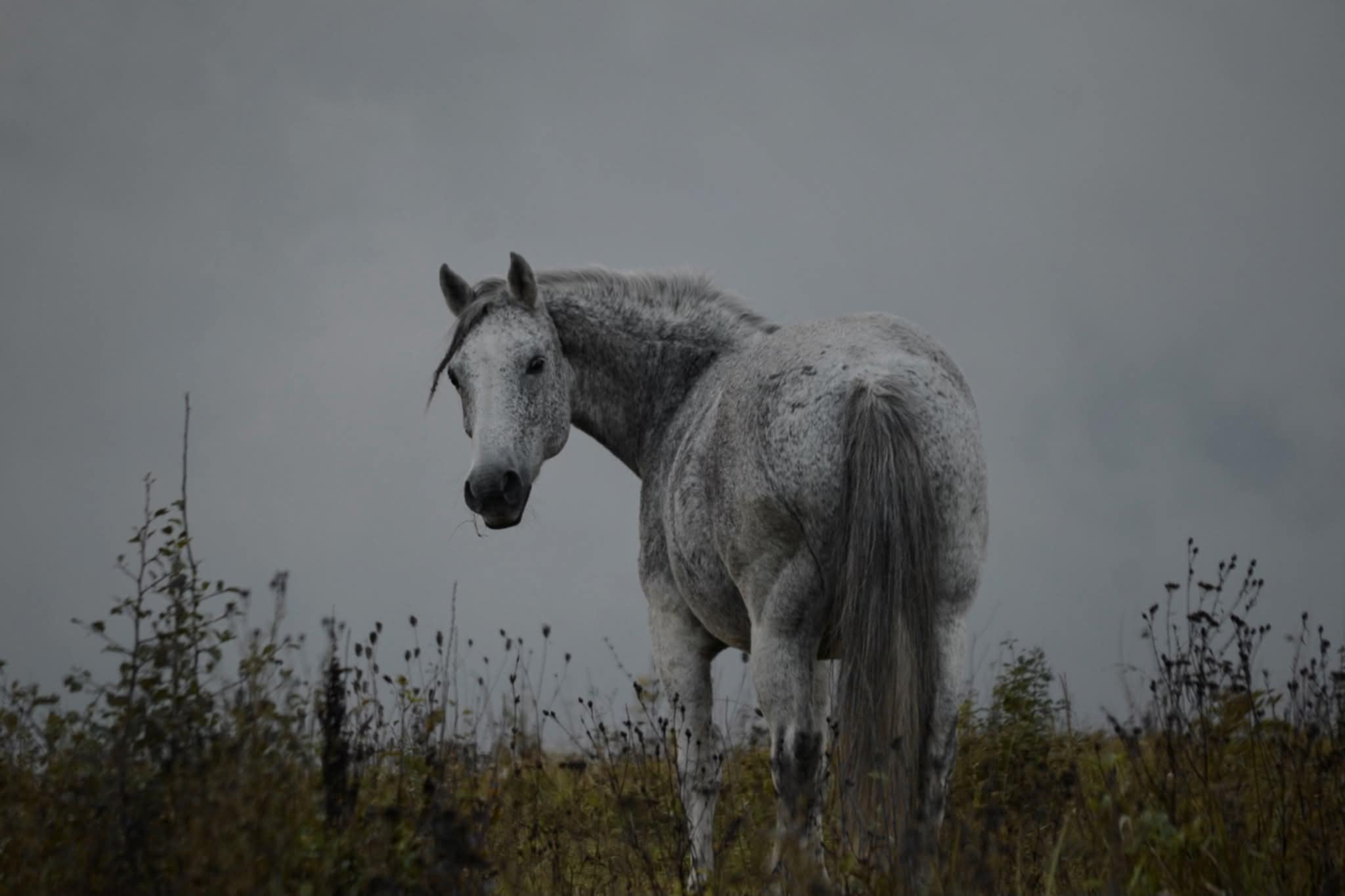 LOKI. JO ŽMOGUS – JO PASAULIO PRADŽIA