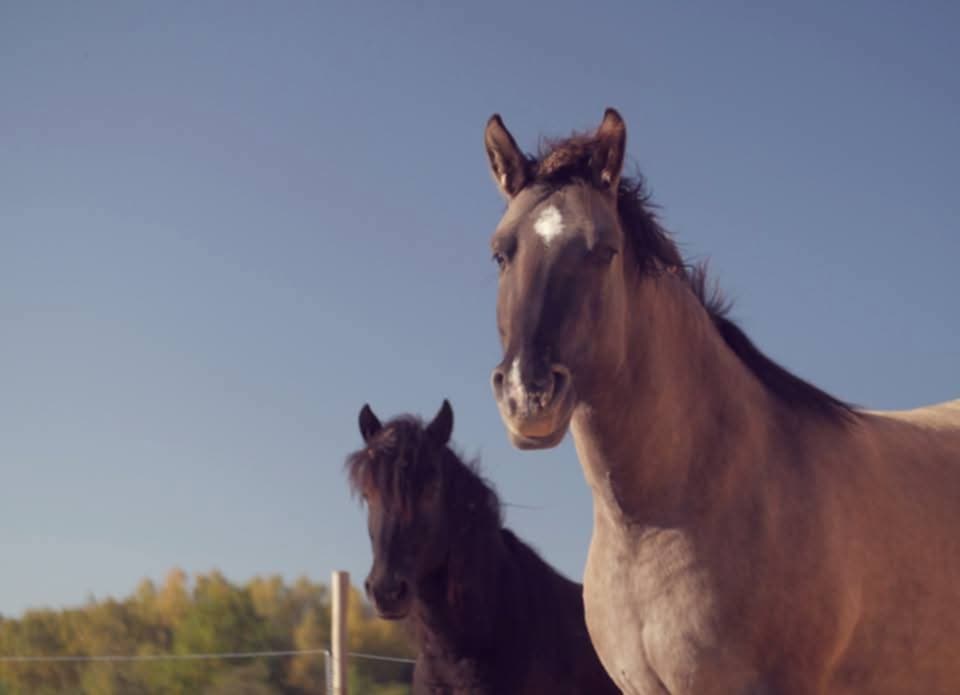 LAKAJA. GROŽIS IR STIPRYBĖ LYG IŠ EŽERO GELMIŲ