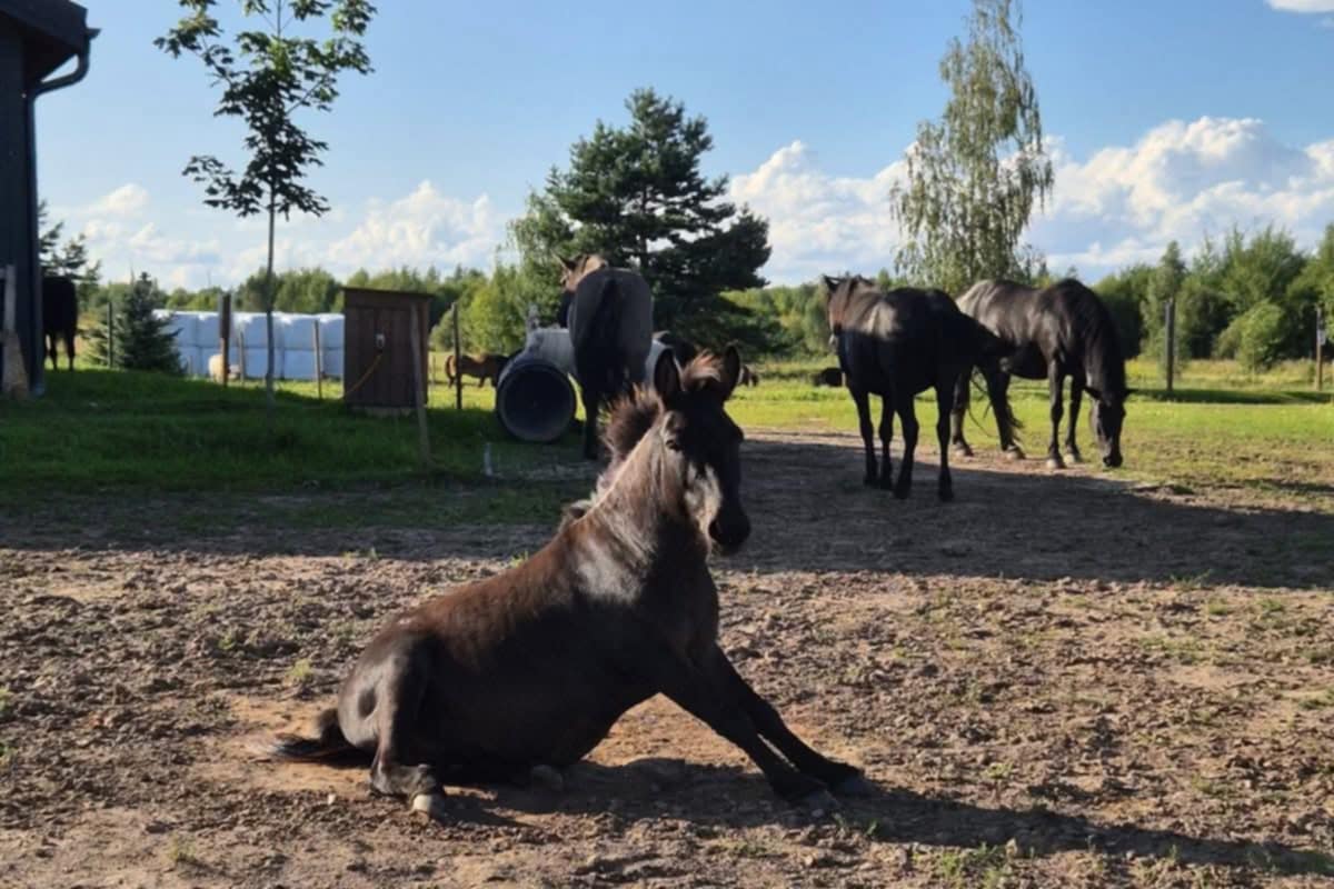 BAGIS – NUKARŪNUOTAS SLĖNIO „MOROZAS“