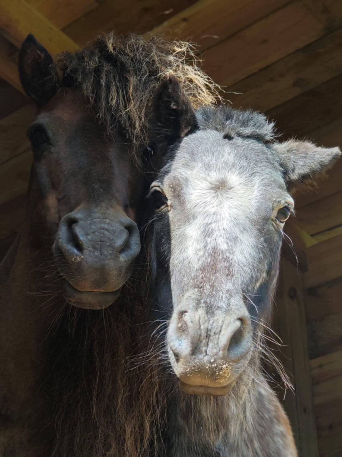 NARVE SU VIŠTOMIS LAIKYTA NINA