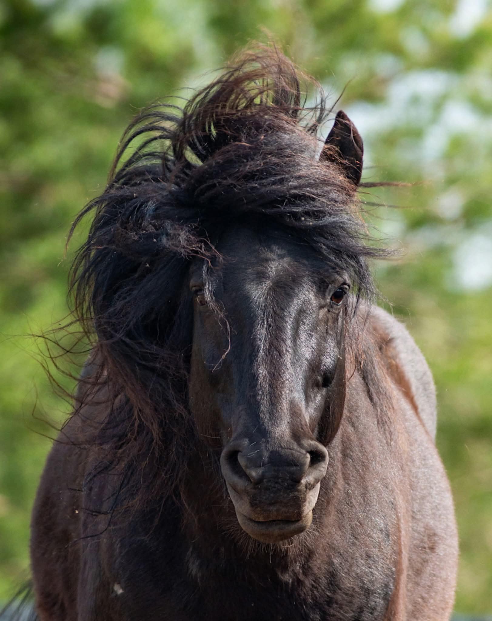 JEI MYLI – PALEISK“: MERKIO ISTORIJA