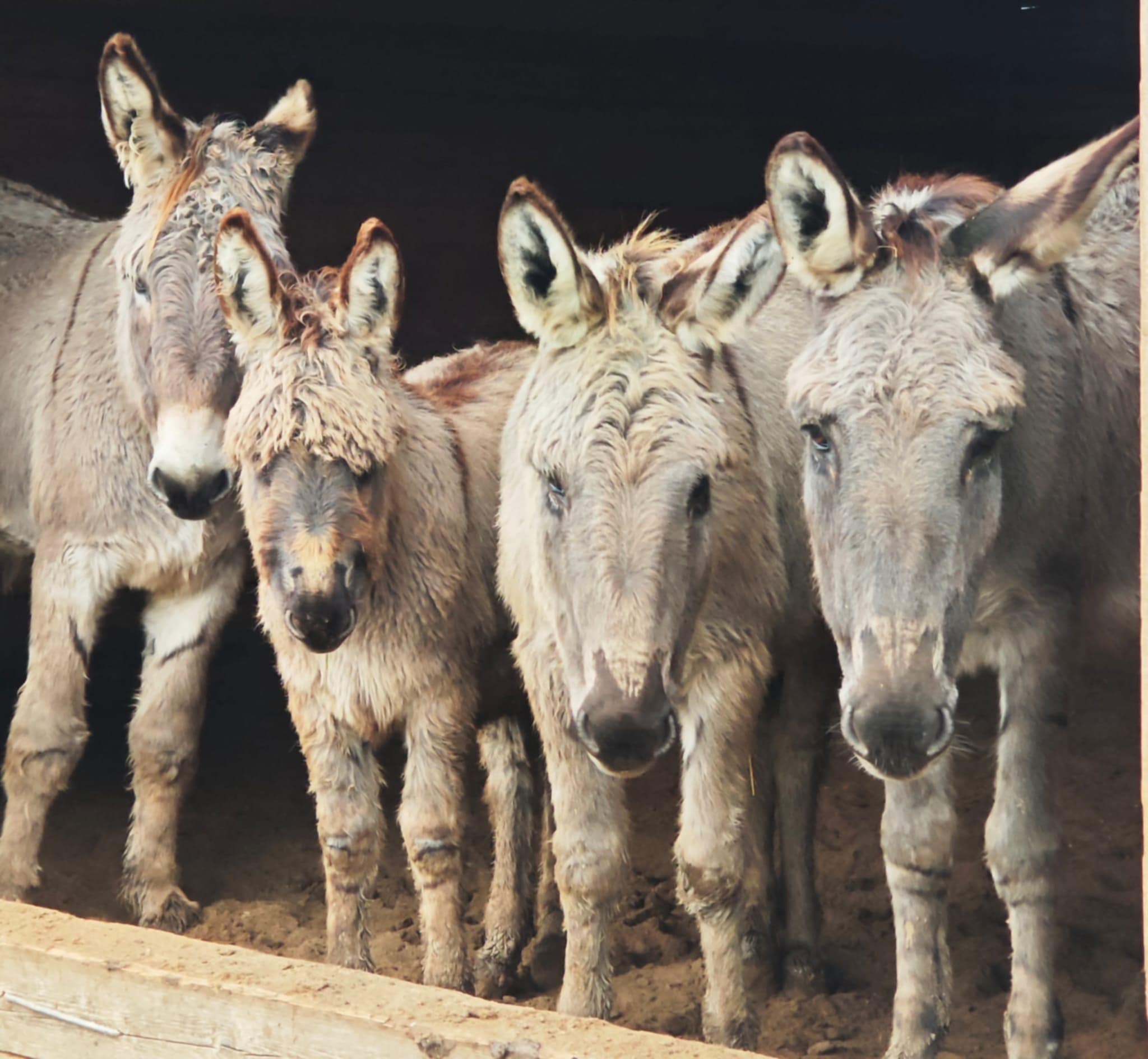 KAIP ASILŲ ŠEIMA GYVENA LABAI ŽMOGIŠKĄ GYVENIMĄ