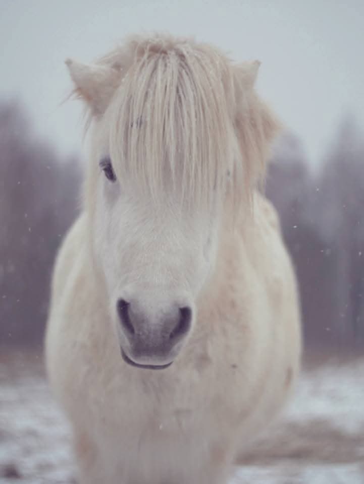 KITOKS, BET TOKS PAT… KUTAS