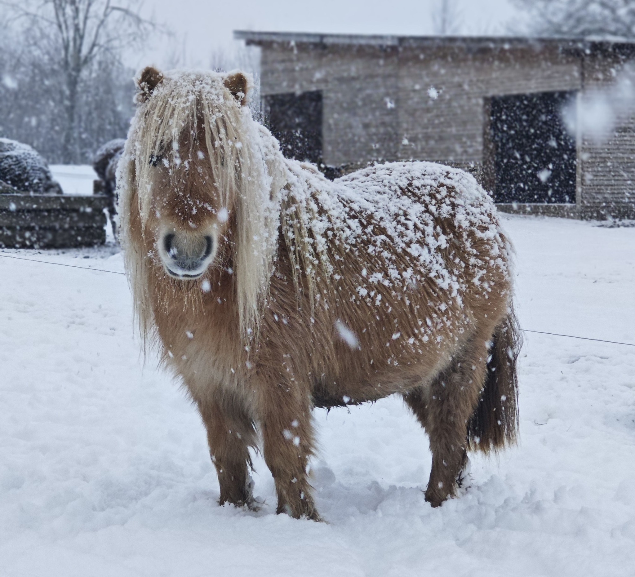 NADYRA - SPURGA SU KARČIAIS KAIP CUKRAUS PUDRA