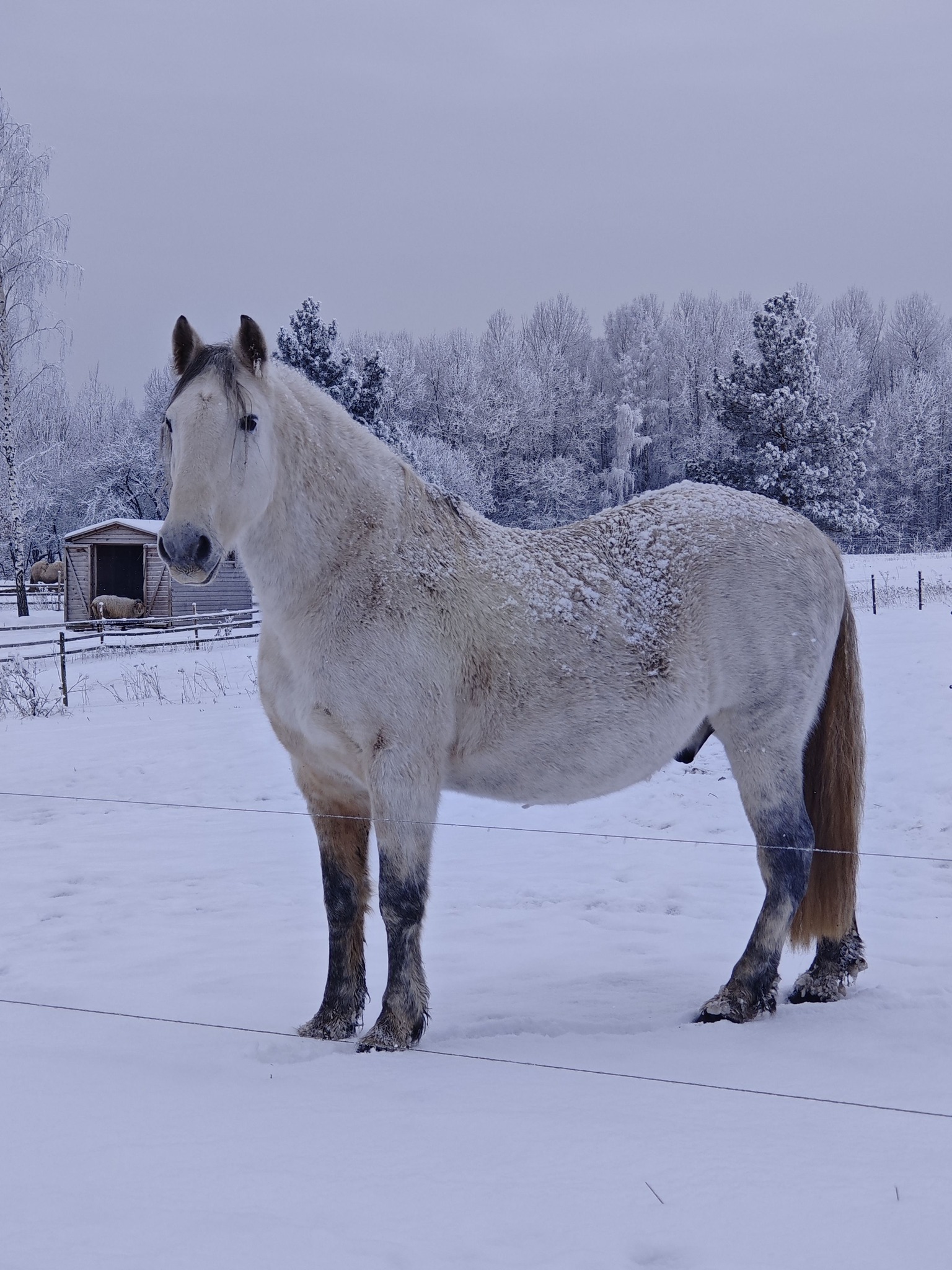 RŪKAS : GROŽIS, PROTAS IR ŠIEK TIEK CYPIMO