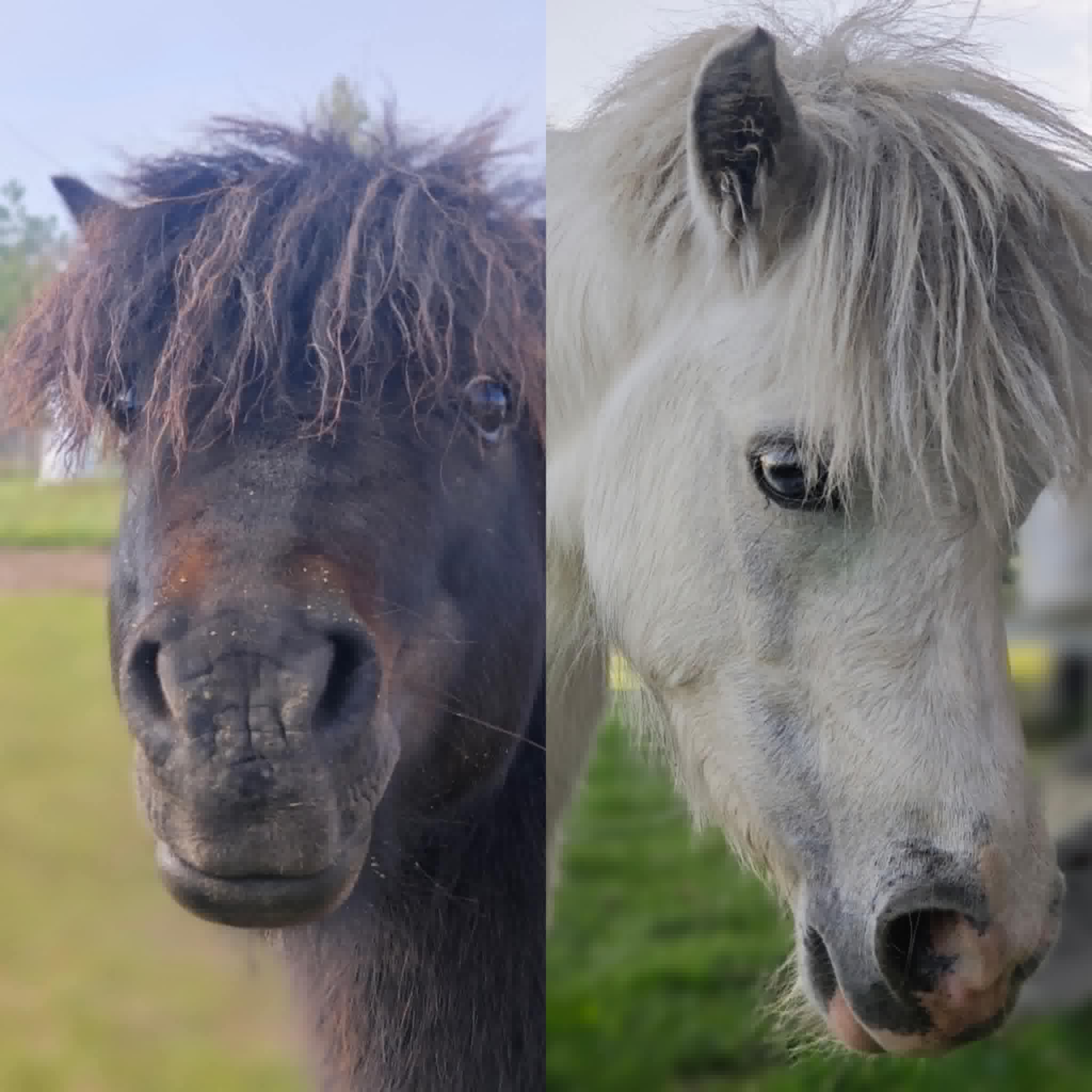KAI GYVŪNAS PALŪŽTA ANKSČIAU, NEI KAS NORS IŠGIRSTA JO SKAUSMĄ. KUKULIS IR BIANKA
