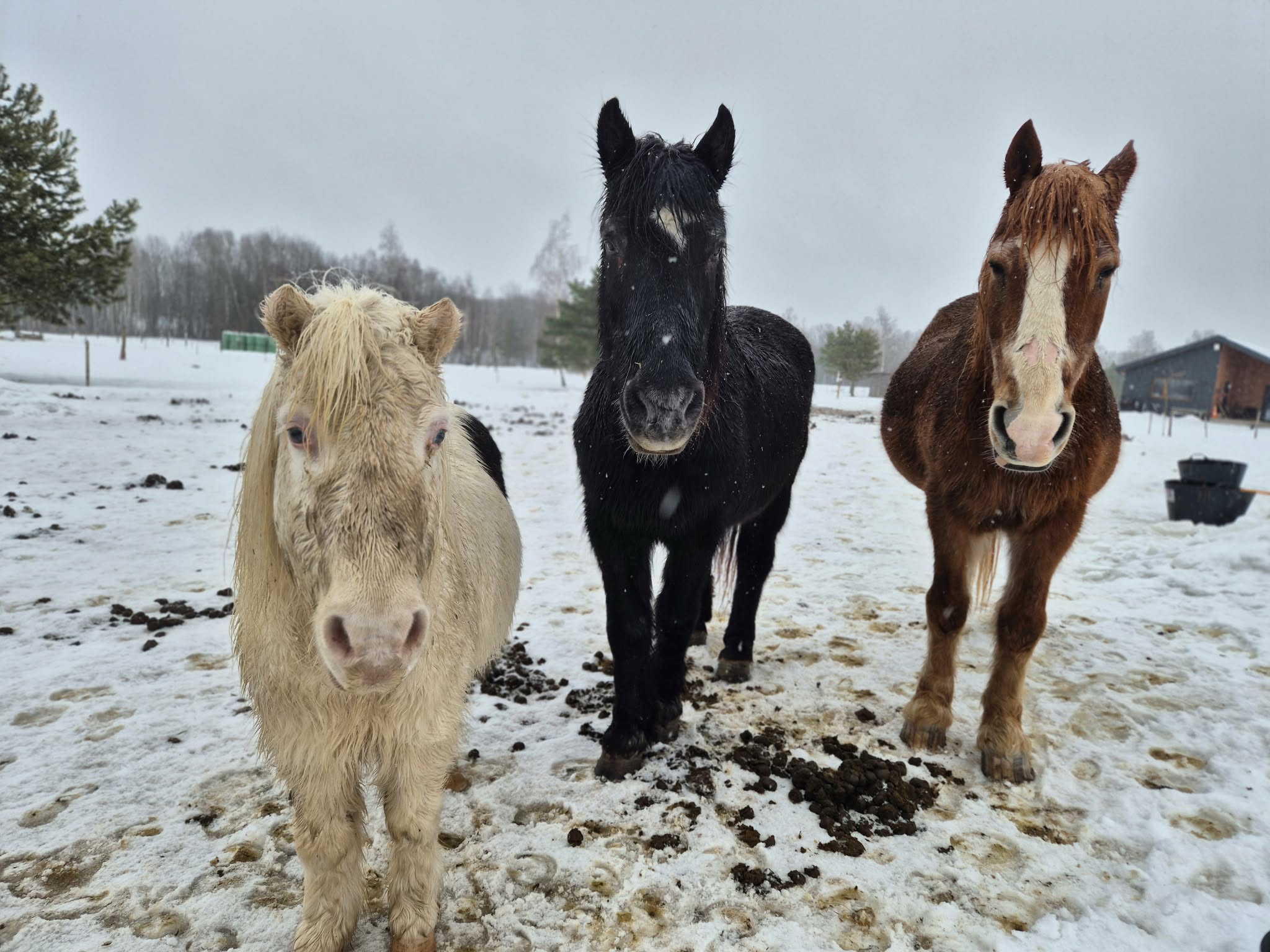 SLĖNIO PENSININKŲ FONDAS