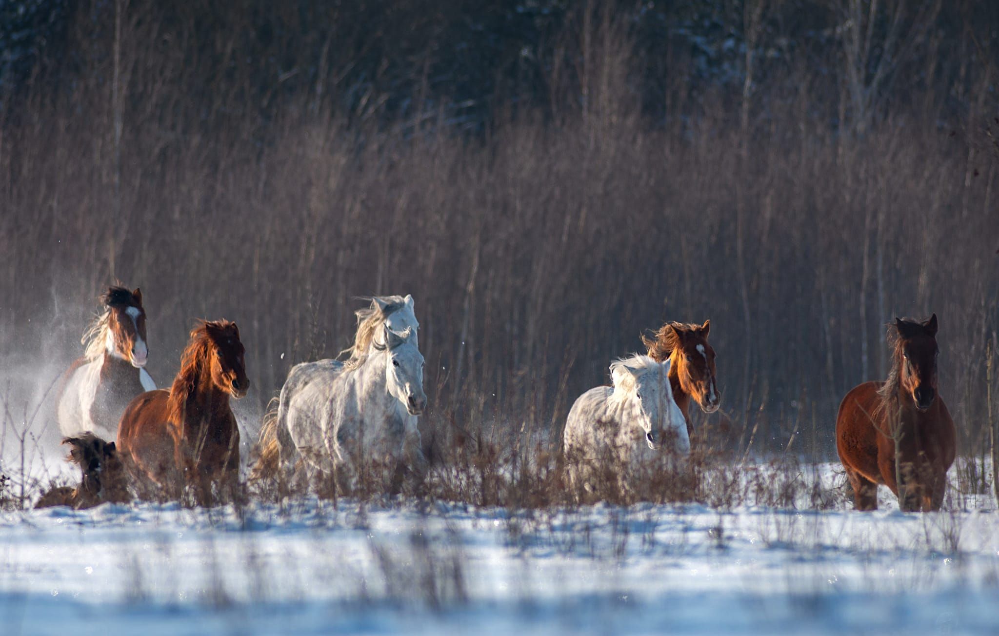 ŽIEMA SLĖNYJE TOKIA GRAŽI...